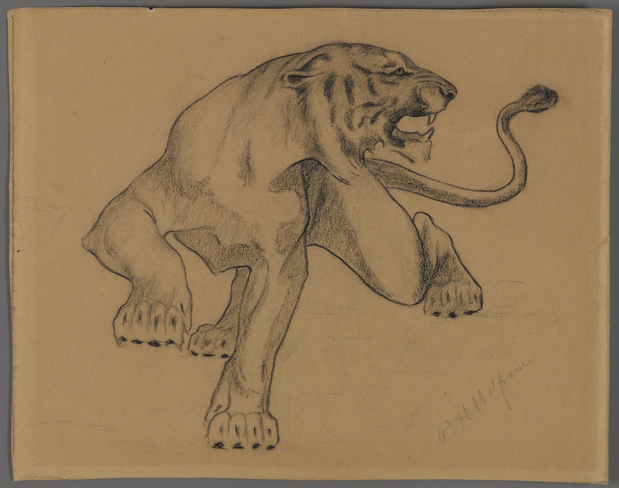Tigris (kontúrkréta papírra) alkotó: Philip H. Wolfrom