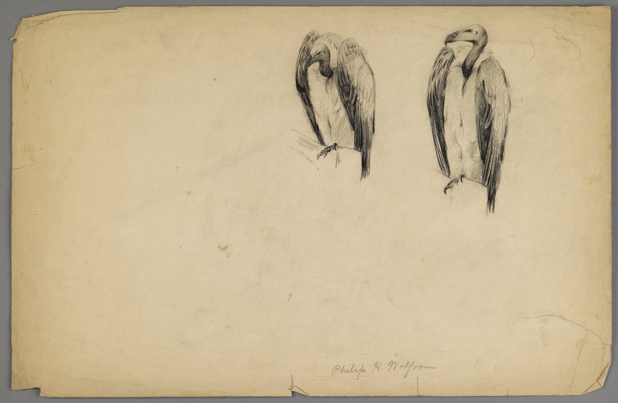 Keselyűk (faszén papíron) alkotó: Philip H. Wolfrom