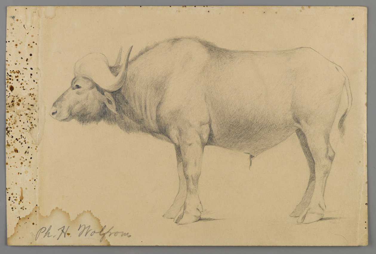 Vízibivaly (grafit papíron) alkotó: Philip H. Wolfrom
