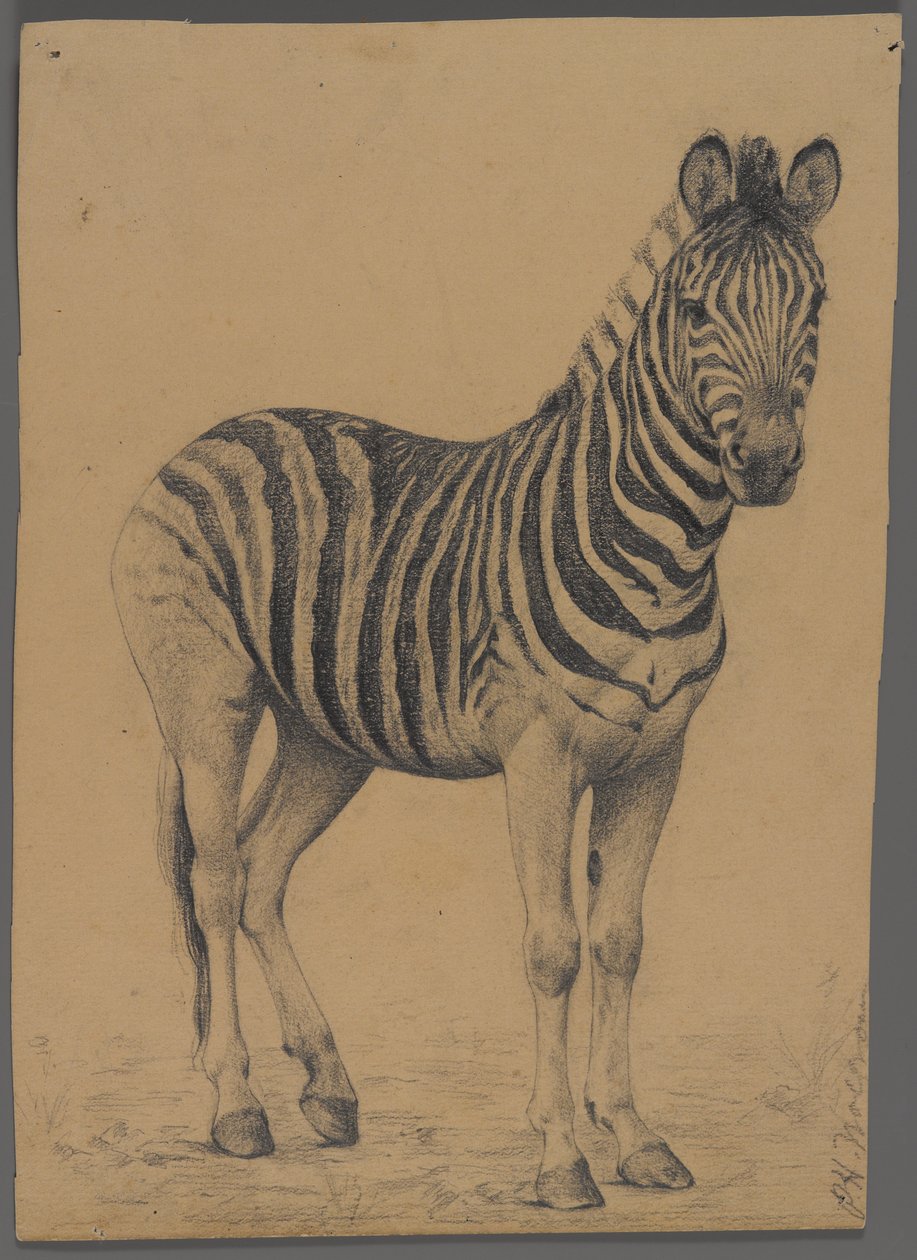 Zebra (grafit papíron) alkotó: Philip H. Wolfrom