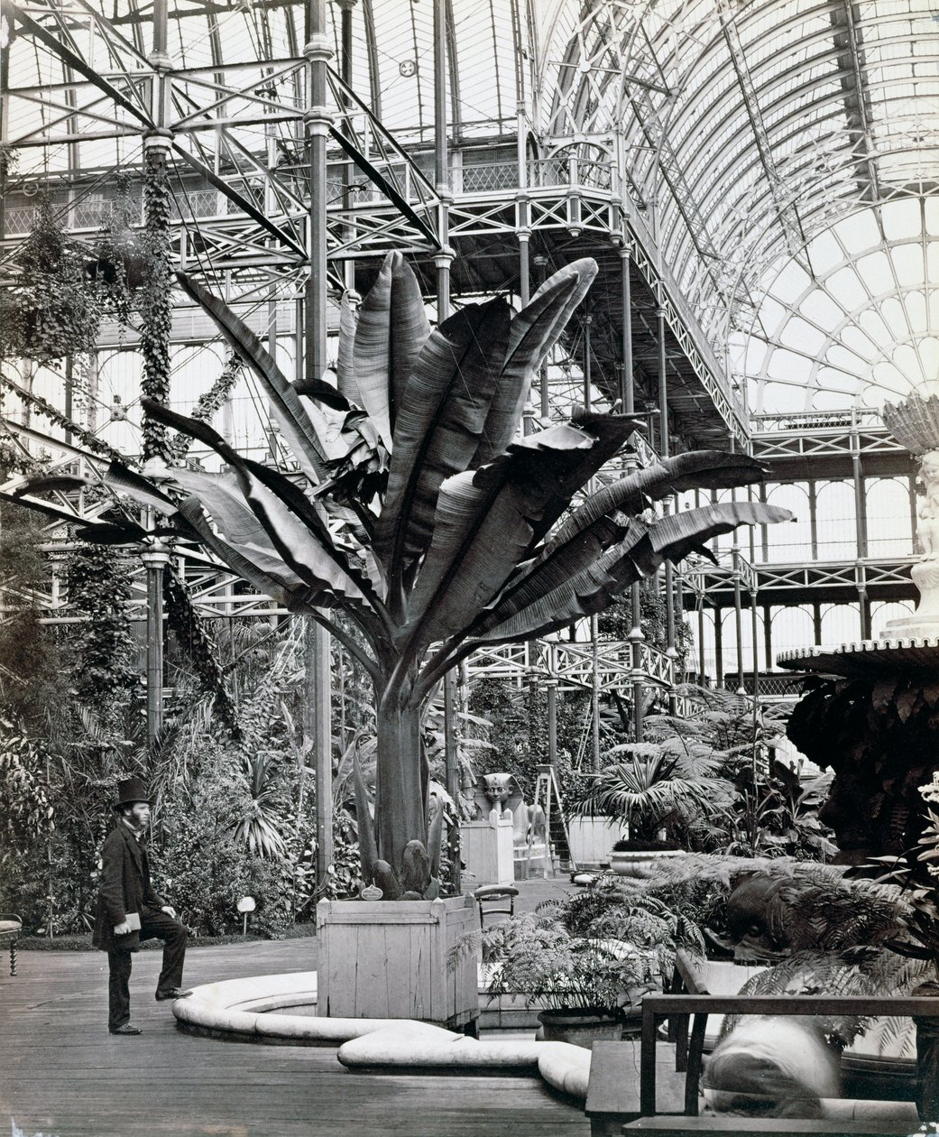 Trópusi növények az egyiptomi szobában, Crystal Palace, Sydenham, London, 1854 alkotó: Philip Henry Delamotte
