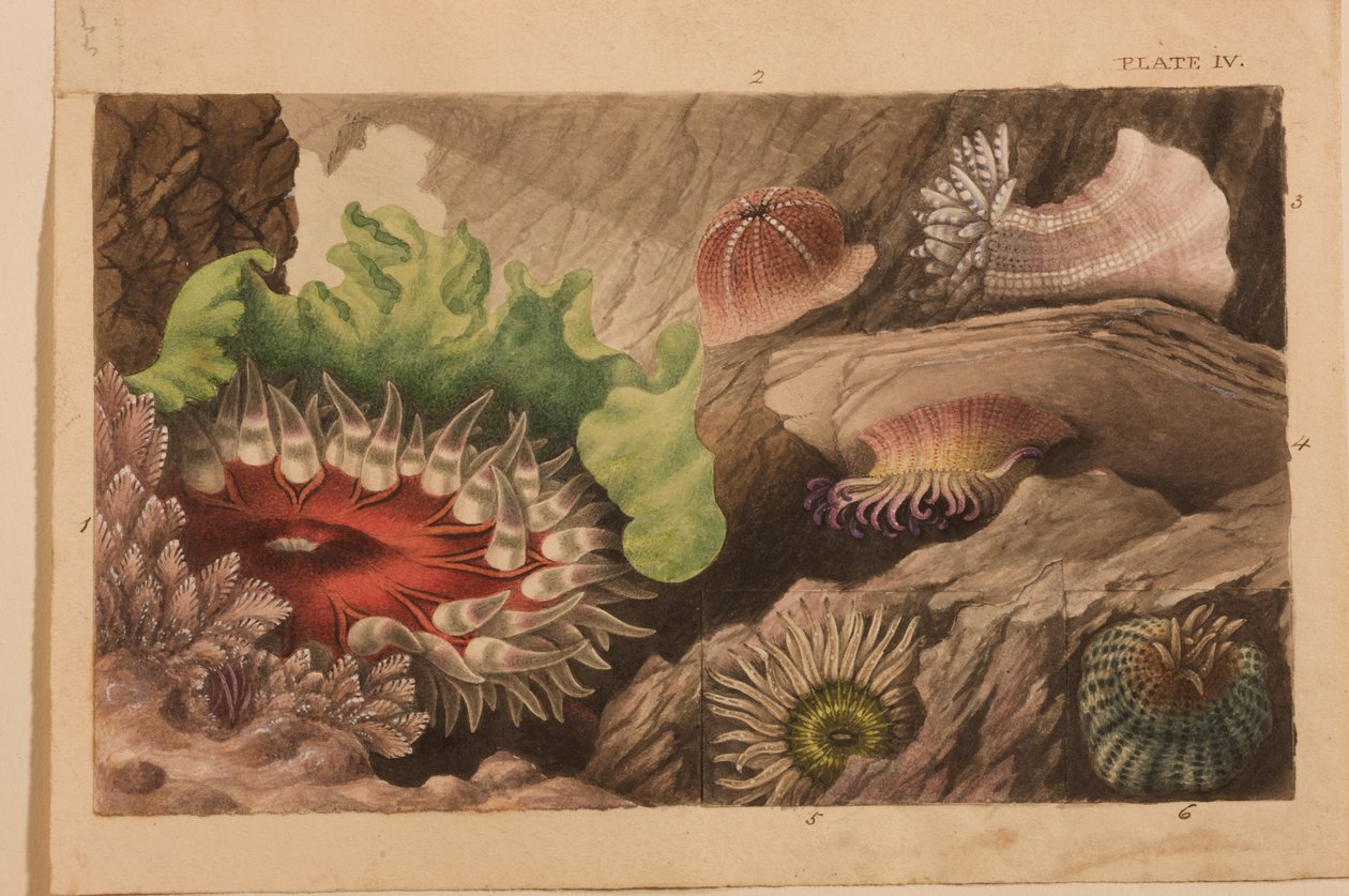 IV. tábla, tanulmány az „Actinologia Britannica: A British Sea Anemones and Corals” című könyvhöz, 1858-60 körül (grafit, wc és gouache papíron) alkotó: Philip Henry Gosse