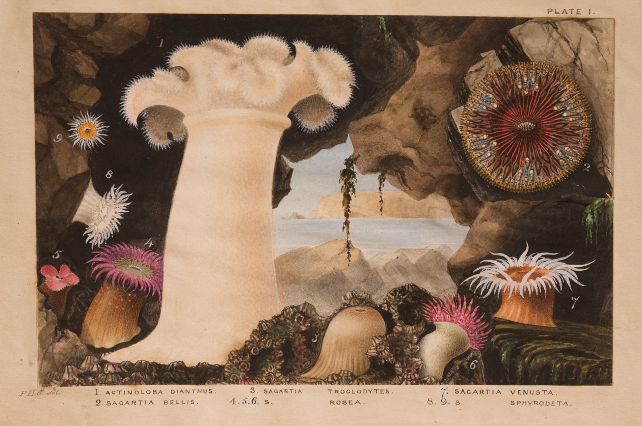 I. tábla, tanulmány az "Actinologia Britannica" számára: A brit tengeri anemónák és korallok története", 1858-60 körül (grafit, wc és gouache, papír). alkotó: Philip Henry Gosse
