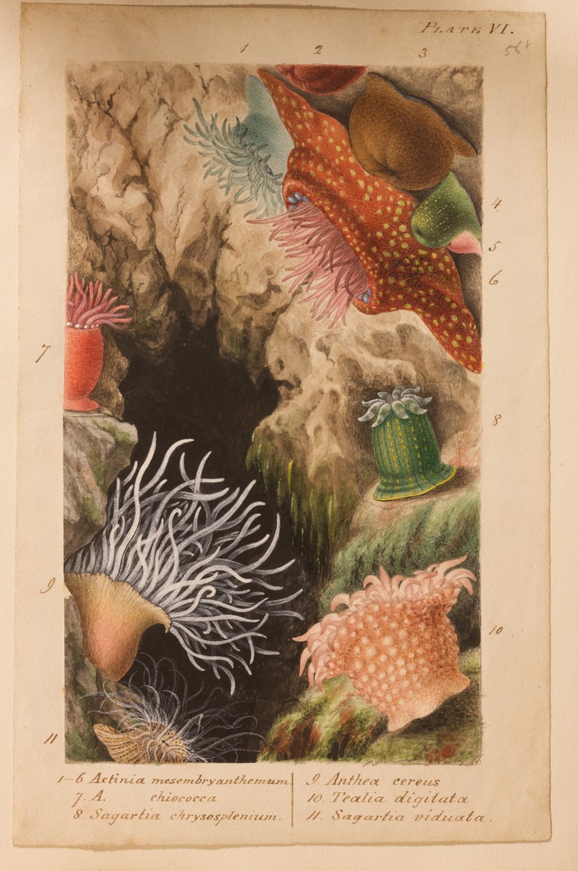 VI. tábla, tanulmány az „Actinologia Britannica: A British Sea Anemones and Corals” című könyvhöz, 1858-60 körül (grafit, wc és gouache papíron) alkotó: Philip Henry Gosse