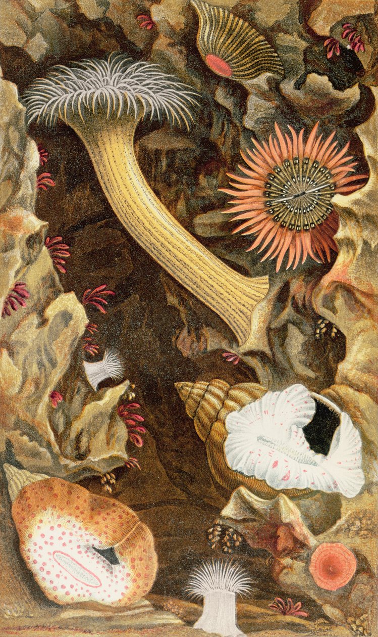 Kígyózott anemónák, III. tábla az "Actinologia Britannica: A History of the British Sea Anemones and Corals", 1860 (kromolito) alkotó: Philip Henry Gosse