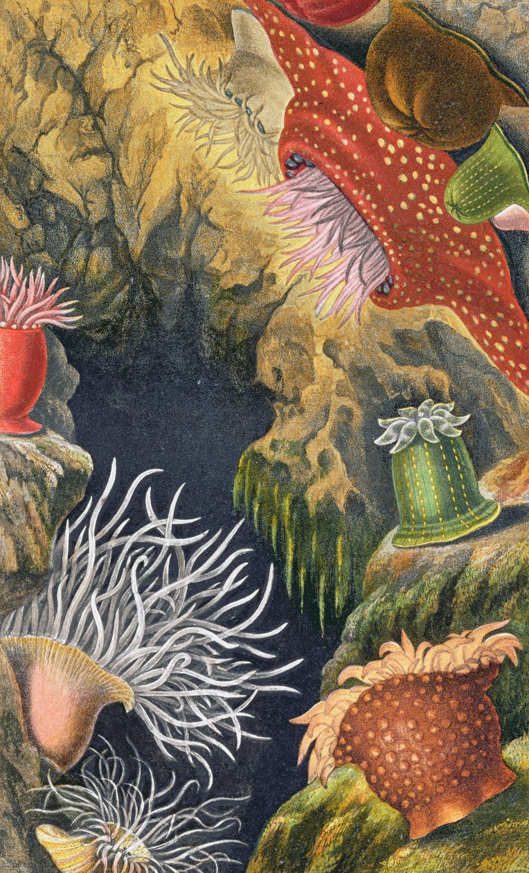 A Diadem pattanás, VI. lemez az „Actinologia Britannica: A British Sea Anemones and Corals” című könyvből, 1860 (chromolitho) alkotó: Philip Henry Gosse