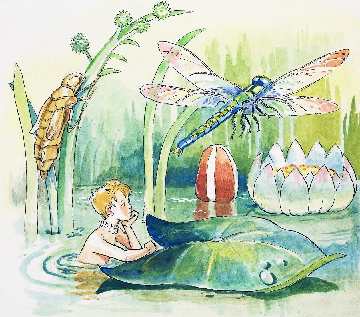 Szitakötő, illusztráció Charles Kingsley 