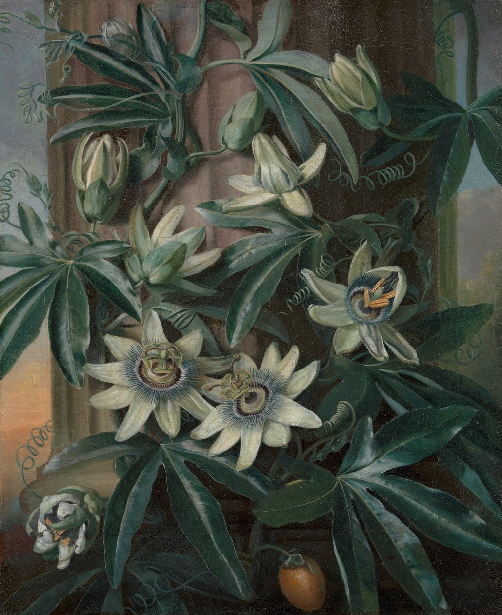 A kék golgotavirág, Robert John Thornton Flora templomához (London, 1799–1812) alkotó: Philip Reinagle