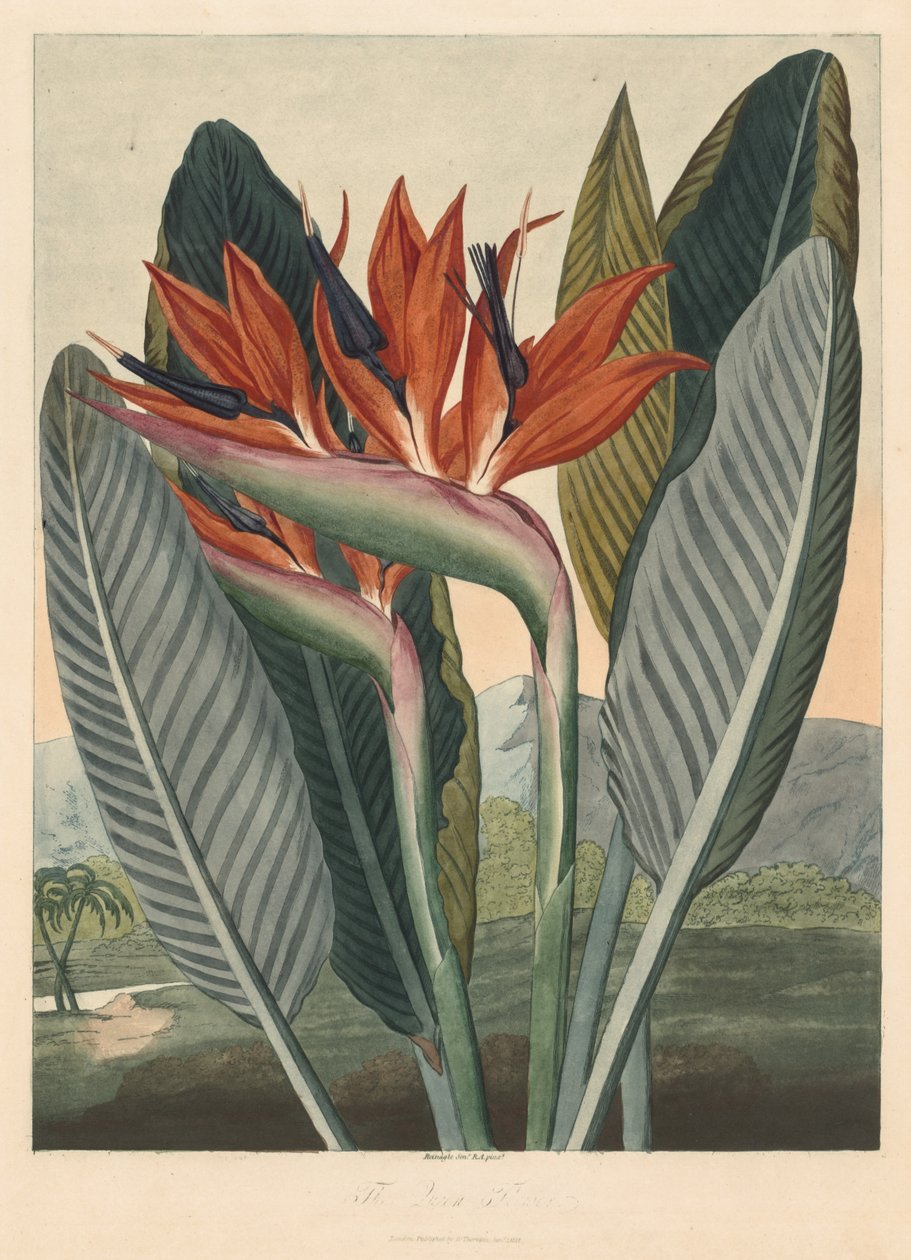Flóra temploma; vagy Garden of Nature: The Queen Flower alkotó: Philip Reinagle