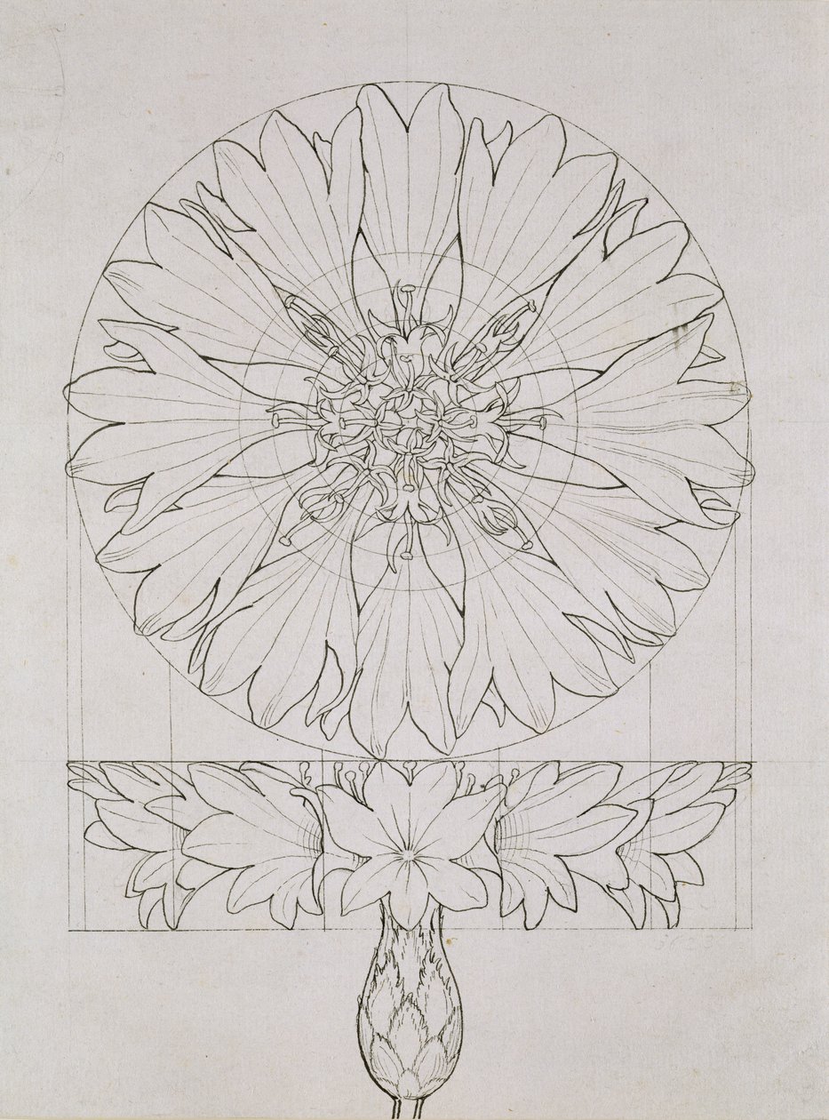 Tanulmány egy búzavirághoz, 1808 (toll és tinta papíron) alkotó: Philipp Otto Runge