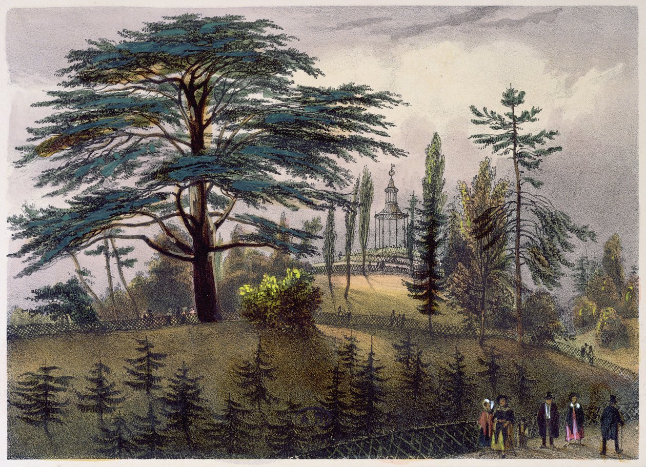 A libanoni cédrus és a labirintus a párizsi Jardin des Plantes-ban alkotó: Philippe Benoist