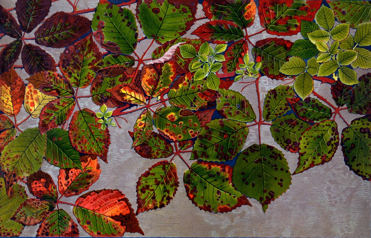 A Rubus Fruticosust rózsagomba támadta meg Phragmidium Violaceum, 1907-09 (fotómélység) alkotó: Philippe Robert