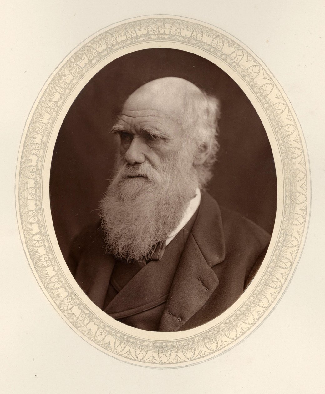 Charles Darwin portréja 1809-1882, 1877. alkotó: Photo studio Lock and Whitfield
