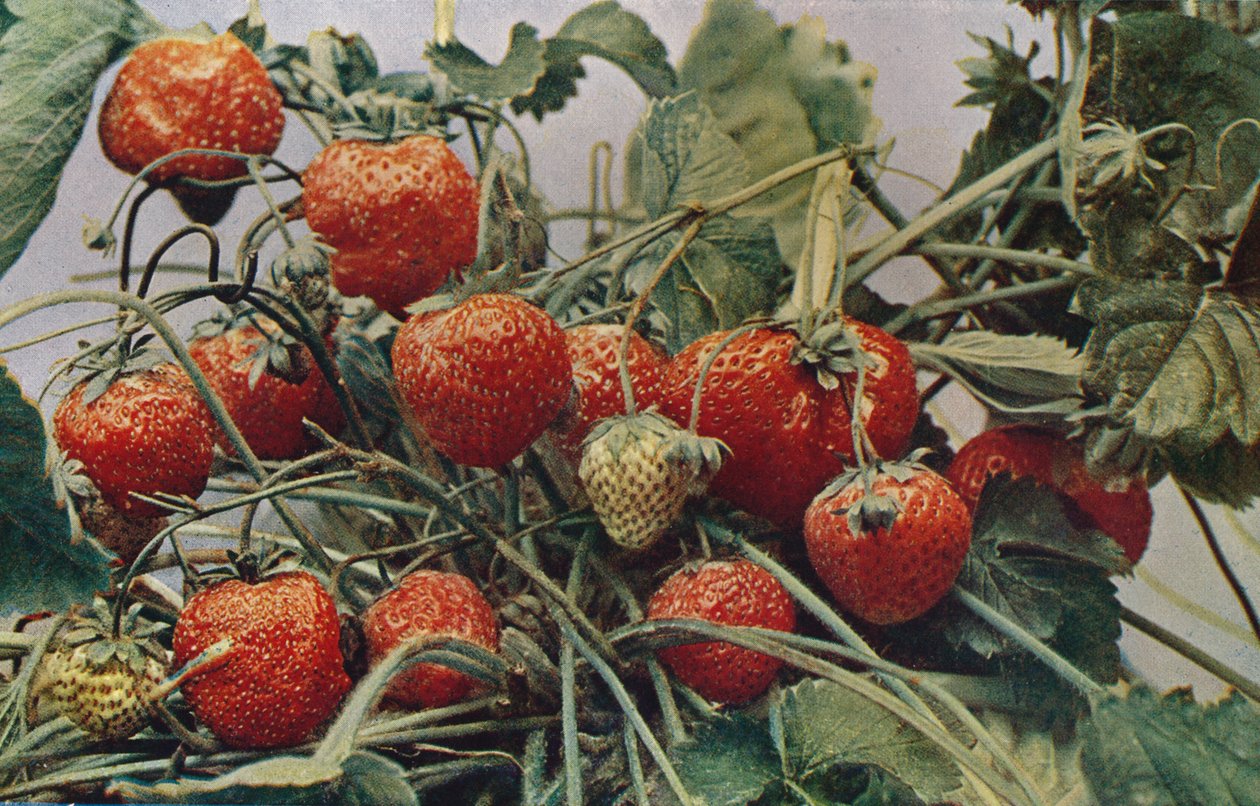 Eper - John Kidd & Co. Ltd., 1910 alkotó: Photochrom Co Ltd of London