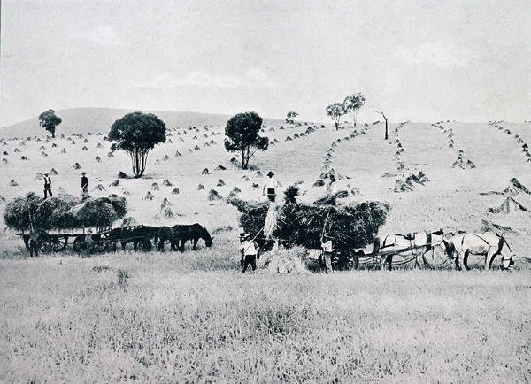 Betakarítás, Új-Dél-Wales, 1900 körül, a Melbourne-i Külügyminisztérium által kiadott „Under the Southern Cross – Glimpses of Australia” c. alkotó: Photographer Australian