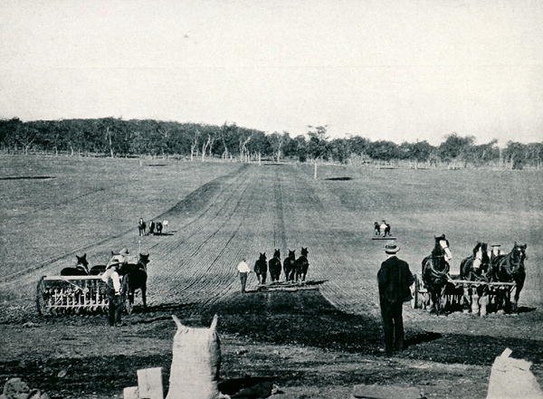 Fúrás és hengerezés tanulása a Dookie Agricultural College-ban, Victoria, 1900 körül, a Melbourne-i Külügyi Minisztérium által kiadott „Under the Southern Cross – Glimpses of Australia” című könyvből alkotó: Photographer Australian