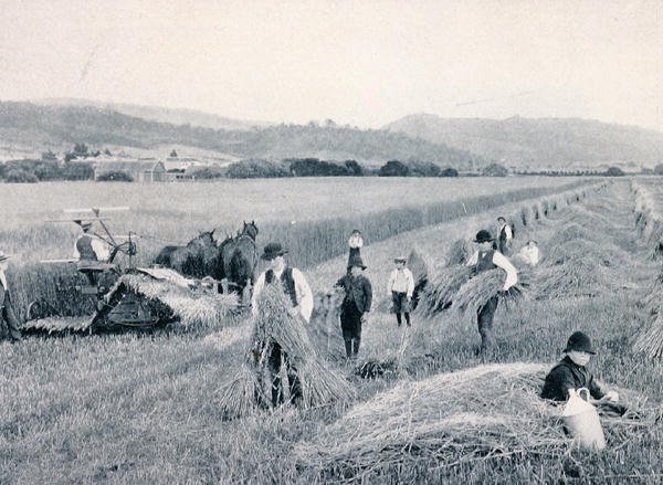 Búza aratása, Tasmánia, 1900 körül, a `Under the Southern Cross - Glimpses of Australia