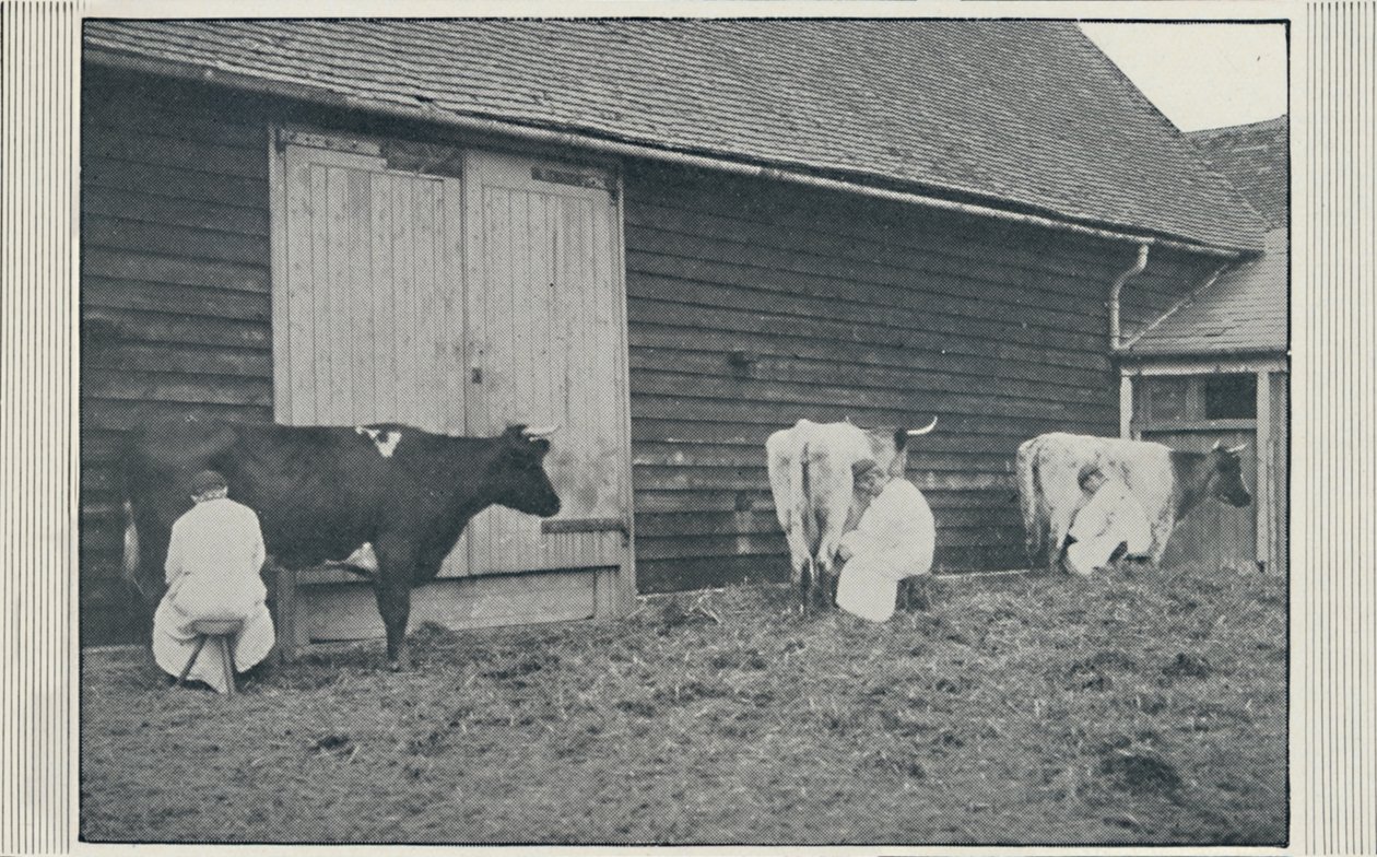 Fejőtehenek, 1910 alkotó: Pictorial Agency