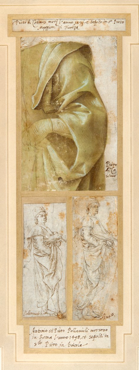Egy férfi erősen leterített bal karja és válla (toll és barna tinta zöld mosással, fehér testszínnel, fehér papíron) alkotó: Piero di Cosimo
