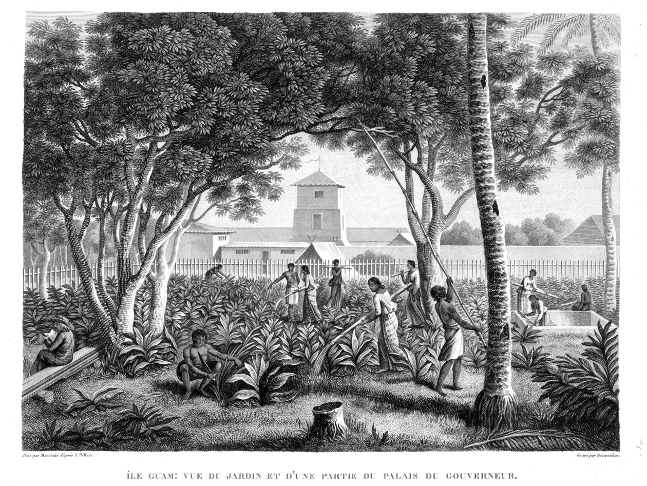Guam szigete: Bennszülöttek dolgoznak a kormányzói palota kertjében, a „Voyage Autour du Monde (1817-20)” című művéből, Louis Claude De Saulces de Freycinet (1779-1842) vésette Schroeder, megjelent 182 alkotó: Pierre Antoine Marchais