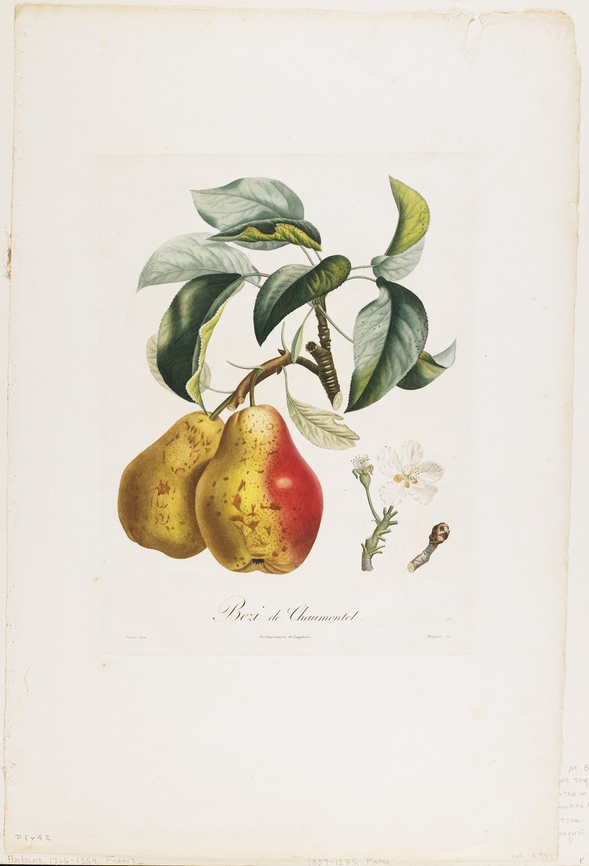 Bezi de Chaumontel (Körte), a Traite des Arbres Fruitiers-ből, 1807-35 (kézzel színezett foltmetszet) alkotó: Pierre Antoine Poiteau