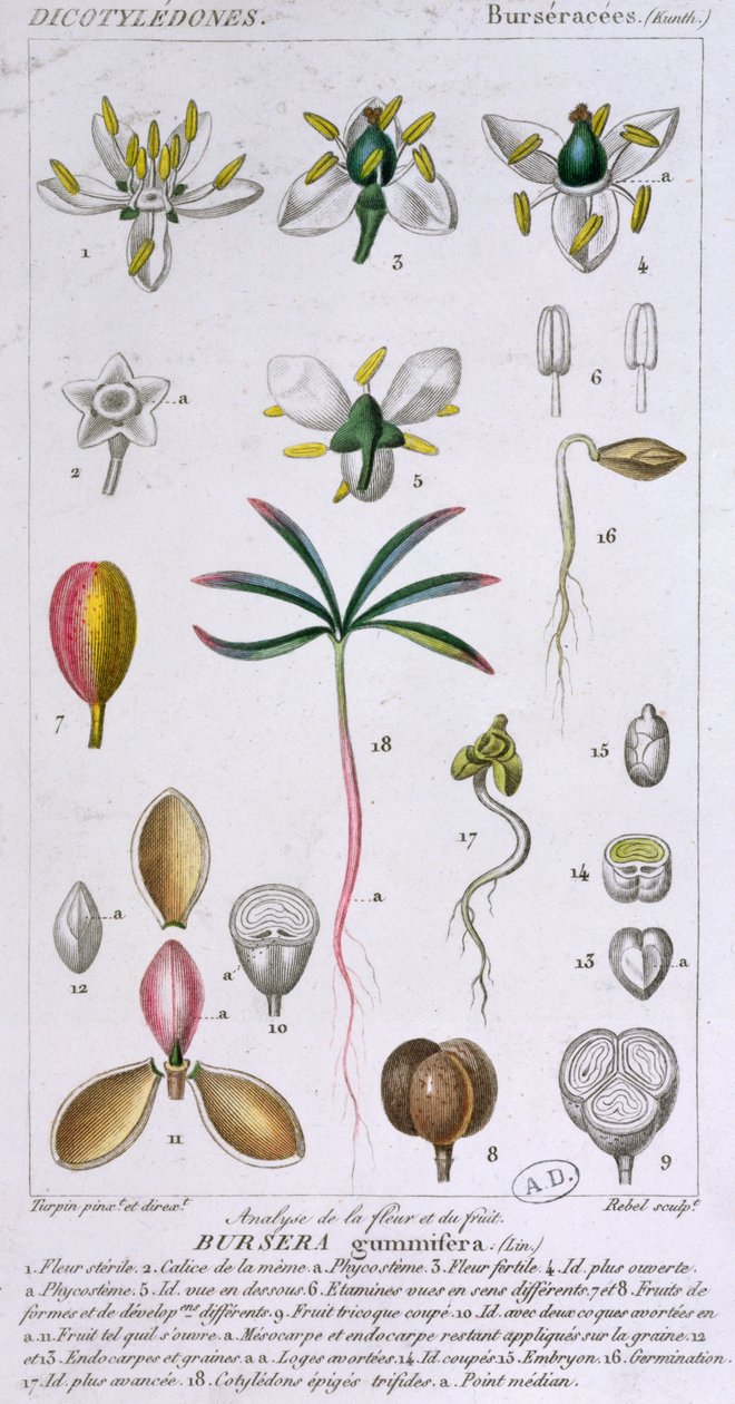 Bursera Gummifera, vésette Rebel c.1810-20 (színes metszet) alkotó: Pierre Jean Francois Turpin