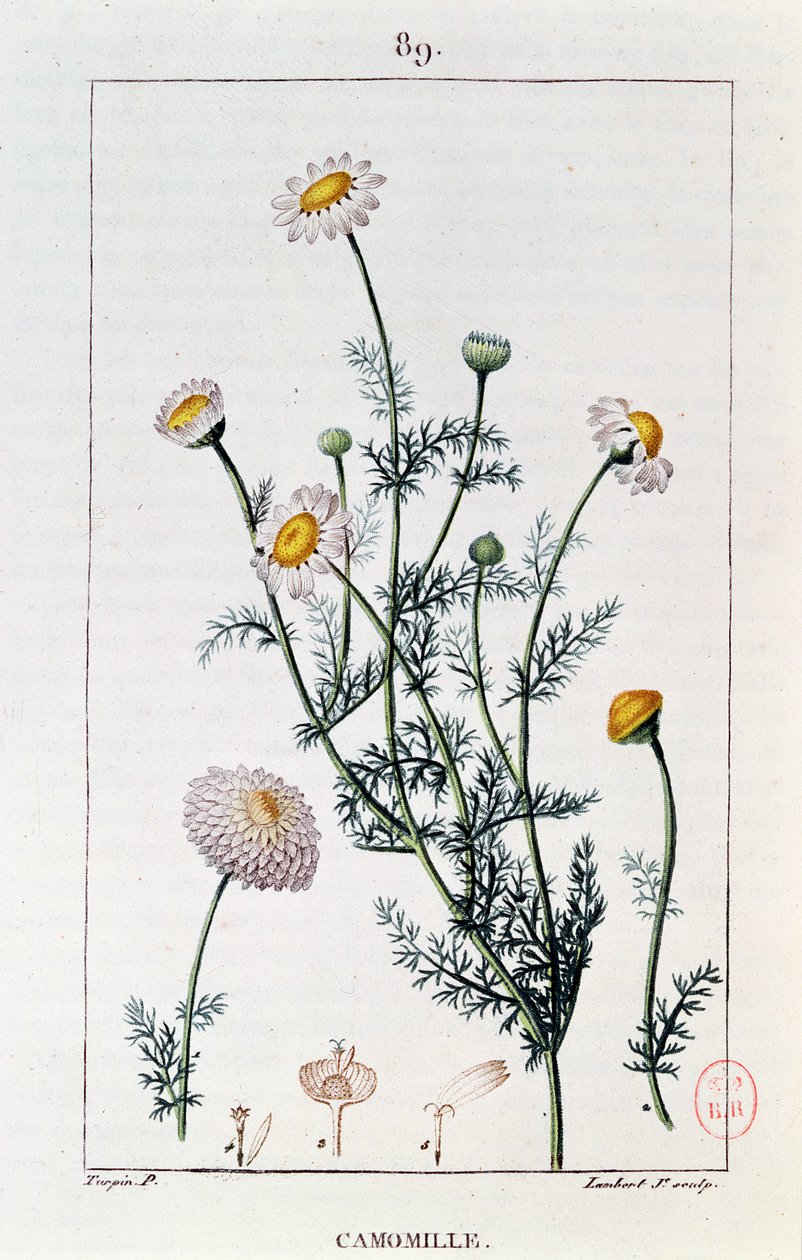 Kamilla, Francois-Pierre Chaumeton (1775-1819) „Flore medicale” című tányérjának reprodukciója alkotó: Pierre Jean Francois Turpin