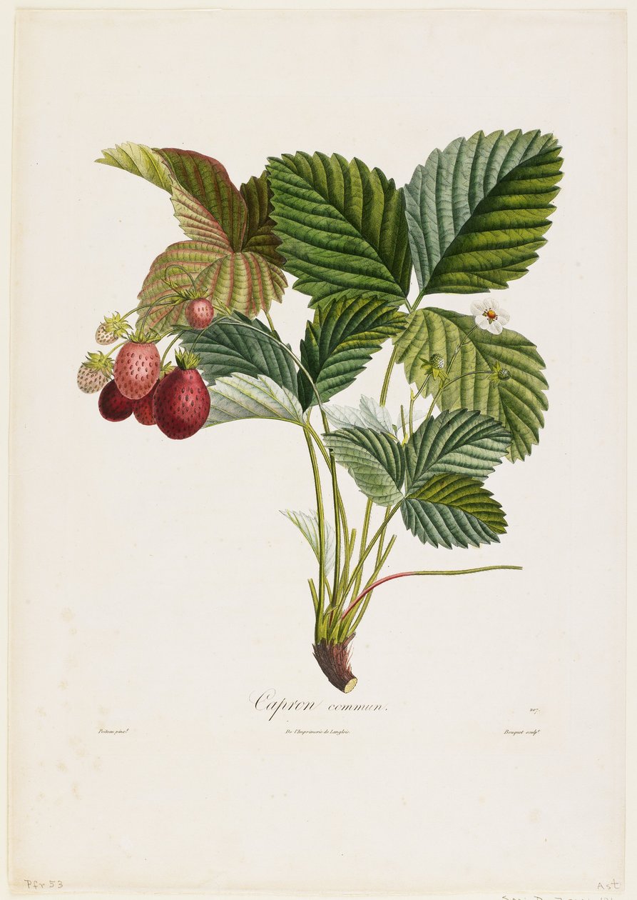 Capron commun. (Szamóca), a Traite des Arbres Fruitiers, 1807-35-ből (kézzel színezett stiffle-metszet) alkotó: Pierre Jean Francois Turpin