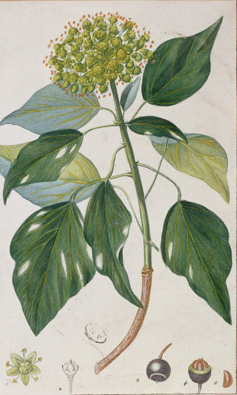 Climbing Ivy, botanikai lemez, 1820 körül alkotó: Pierre Jean Francois Turpin