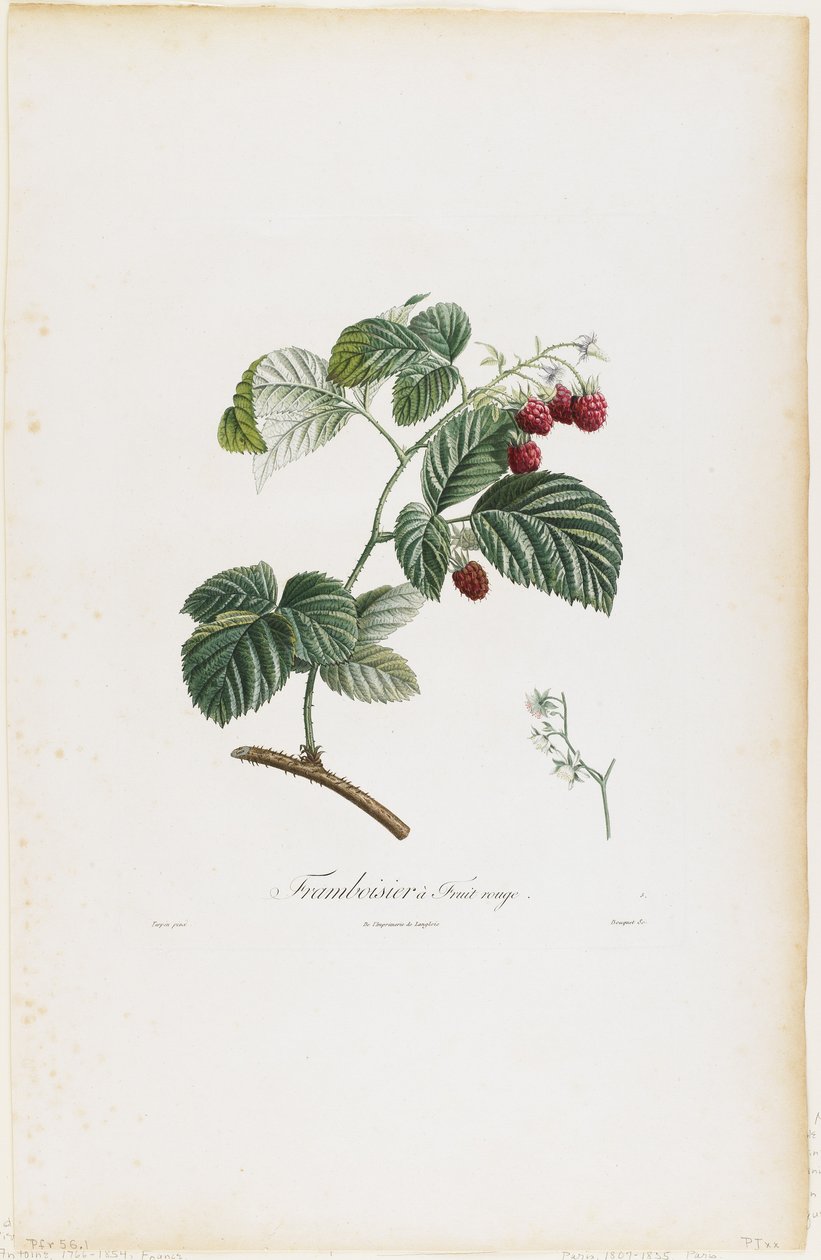 Raspberry a Fruit rouge (Málna), a Traite des Arbres Fruitiers-től, 1807-35 (kézzel színezett foltgravírozás) alkotó: Pierre Jean Francois Turpin