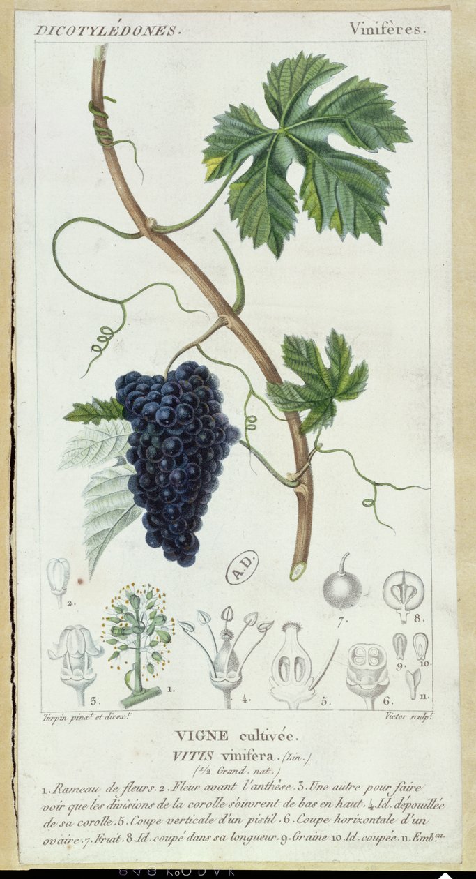 Szőlőszőlő (Vitis Vinifera) botanikai lemez, 1820 körül alkotó: Pierre Jean Francois Turpin
