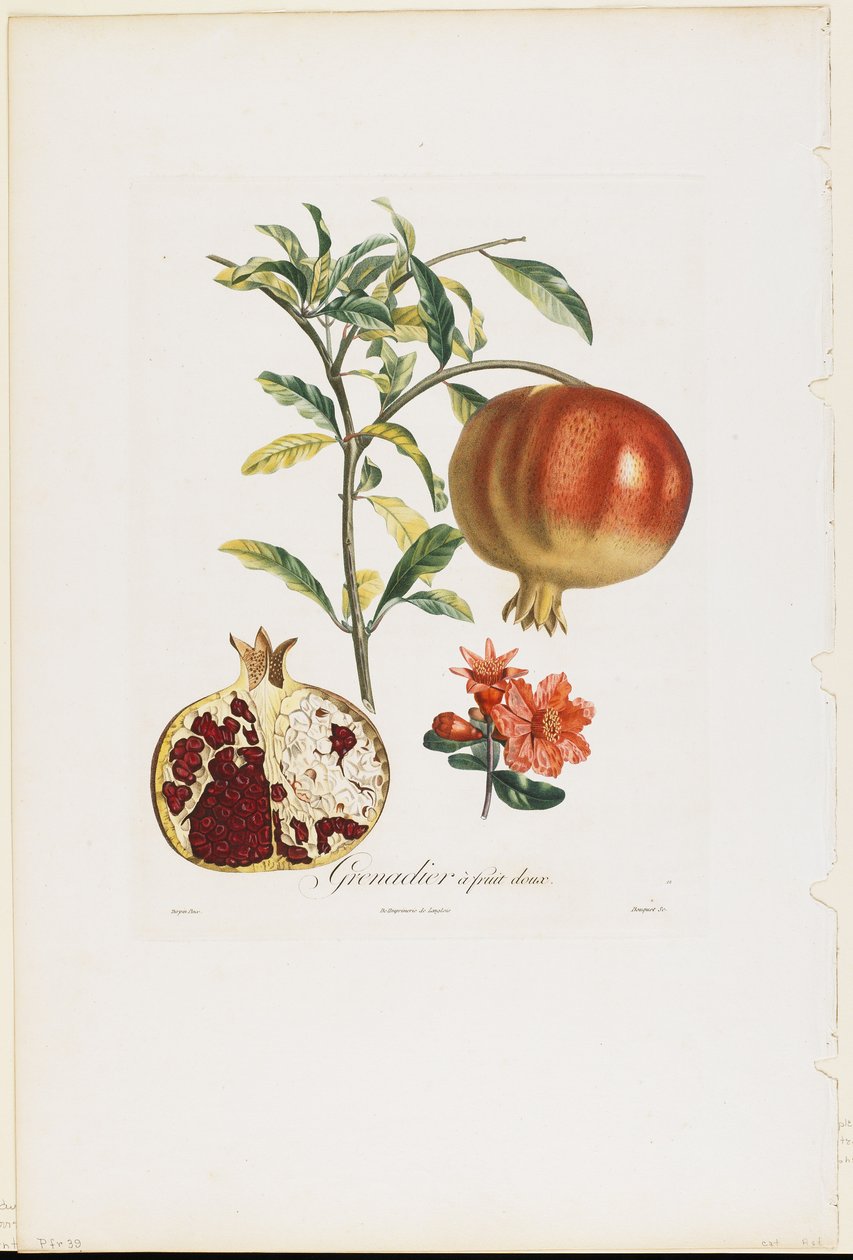 Édes gyümölcs gránátalma, a Traite des Arbres Fruitiers-től, 1807-35 (kézzel színezett foltgravírozás) alkotó: Pierre Jean Francois Turpin