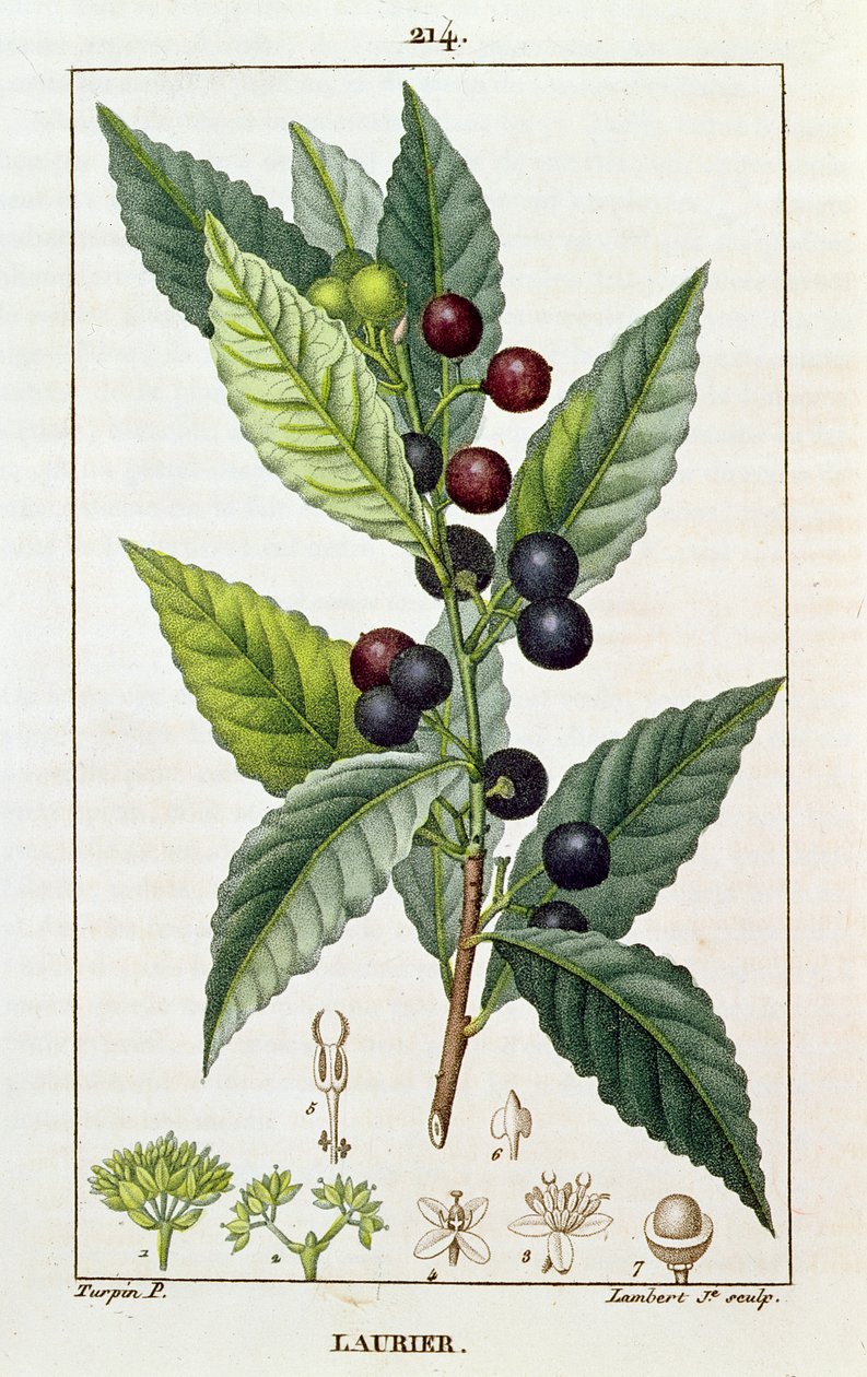 Babér, botanikai lemez, 1810 körül alkotó: Pierre Jean Francois Turpin