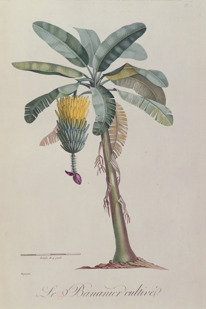 A banánfa, François Richard de Tussac „Flore des Antilles” című művéből, 1808 alkotó: Pierre Jean Francois Turpin