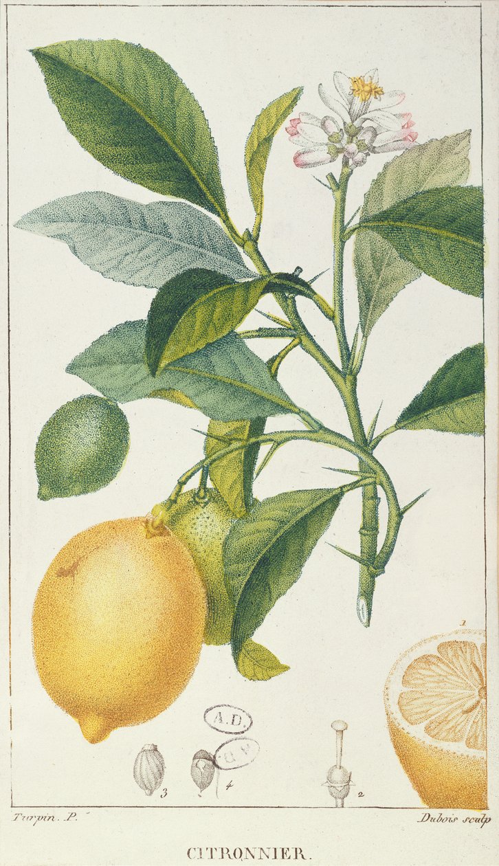 A citromfa, Dubois metszete, 1820 körül alkotó: Pierre Jean Francois Turpin