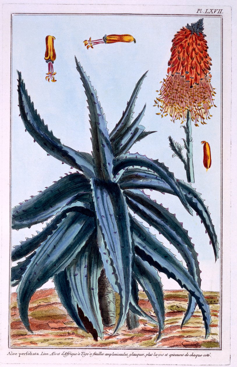 Aloe, illusztráció a "Collection Precieuse et Enluminee Des Floura"-ból, Pierre Joseph Buchoz, megjelent 1776 alkotó: Pierre Joseph Buchoz