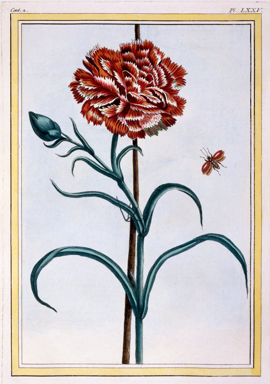 Szegfű, 1776 körül (kézzel színezett metszet) alkotó: Pierre Joseph Buchoz
