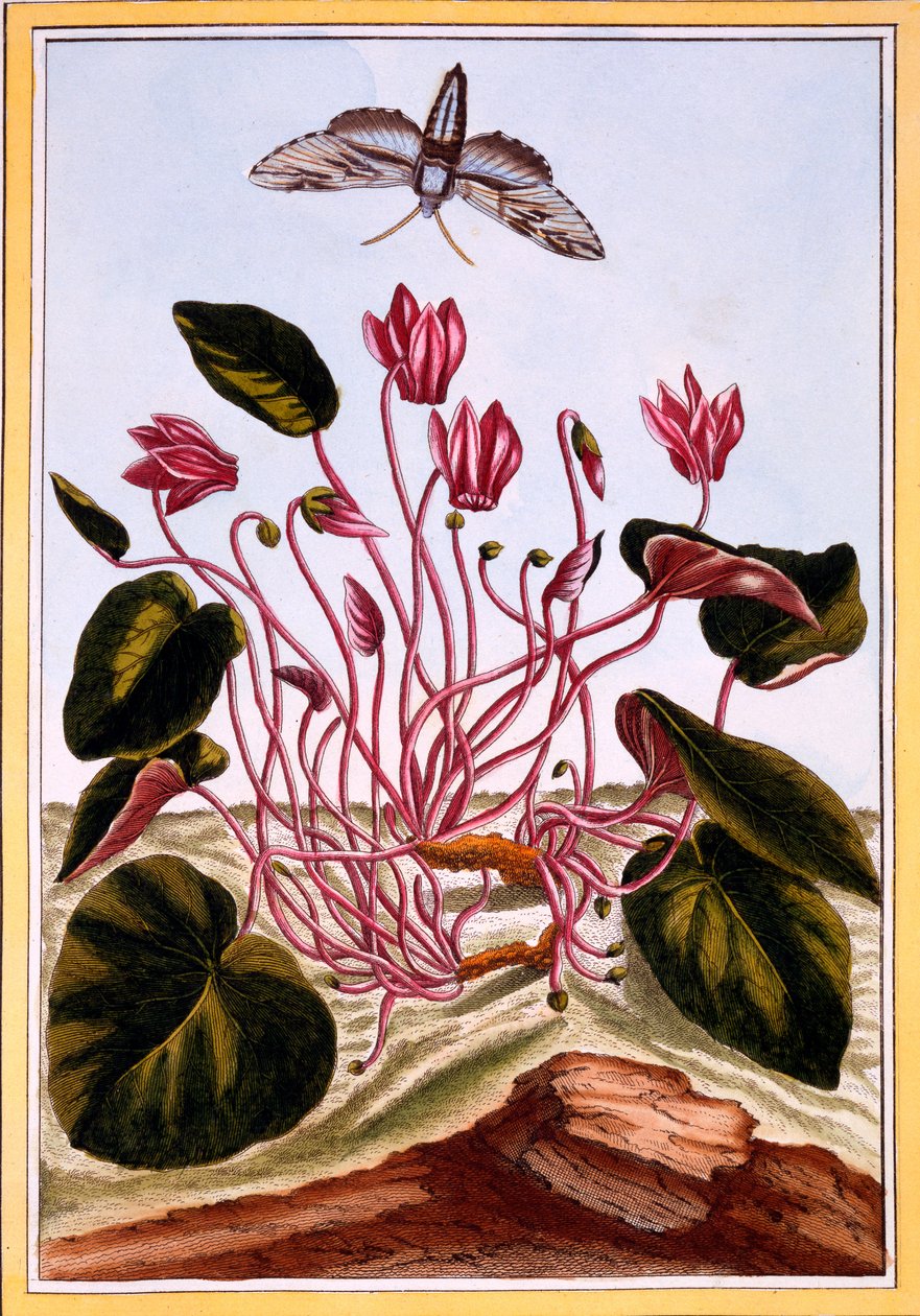 Ciklámen, 1766 körül (kézzel színezett metszet) alkotó: Pierre Joseph Buchoz