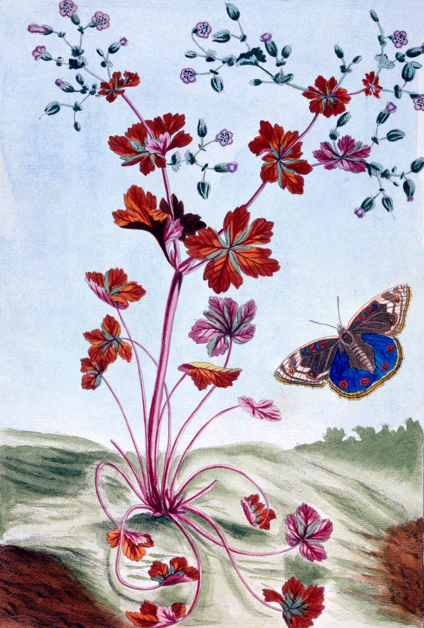 Fényes Cranesbill, 1766 körül (kézzel színezett metszet) alkotó: Pierre Joseph Buchoz