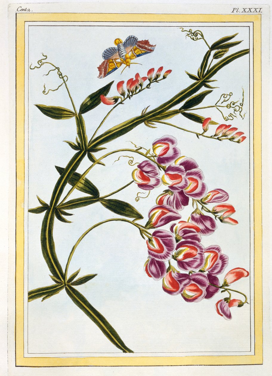 Le Grand Lathyre (Everlasting Sweet Pea), 1776 körül (kézzel színezett metszet) alkotó: Pierre Joseph Buchoz