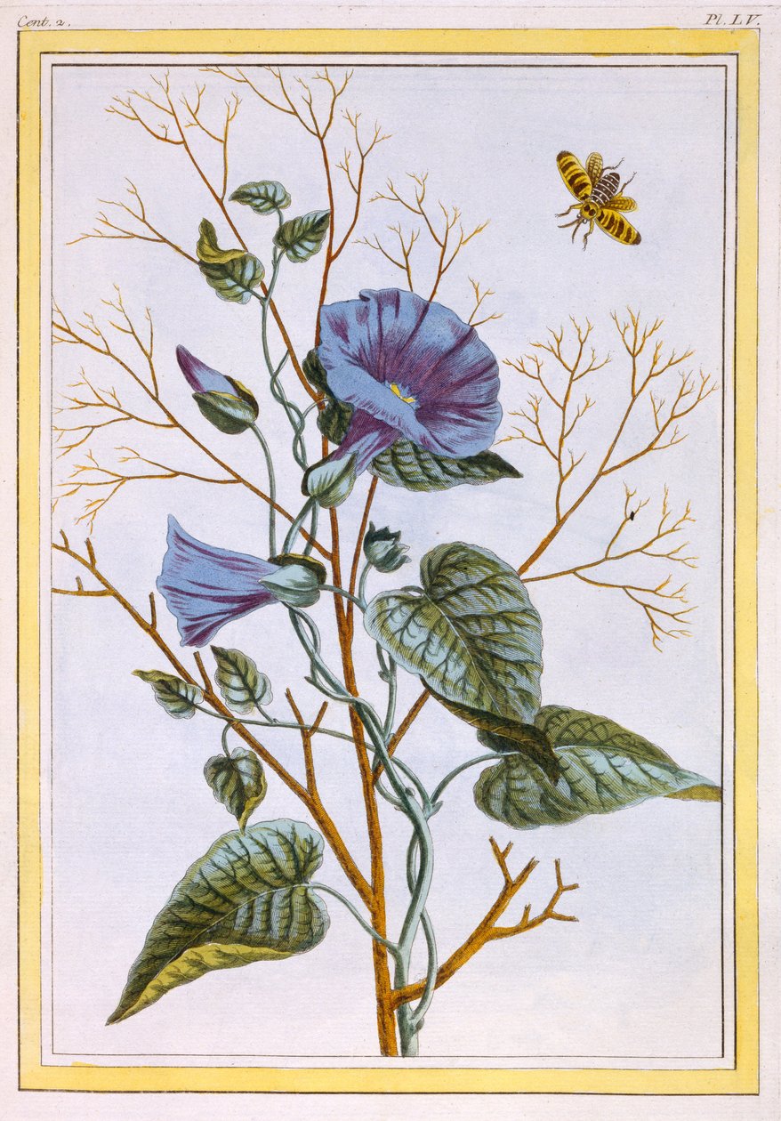 Le Grand Liseron Violet (Convovlus), 1776 körül (kézzel színezett metszet) alkotó: Pierre Joseph Buchoz