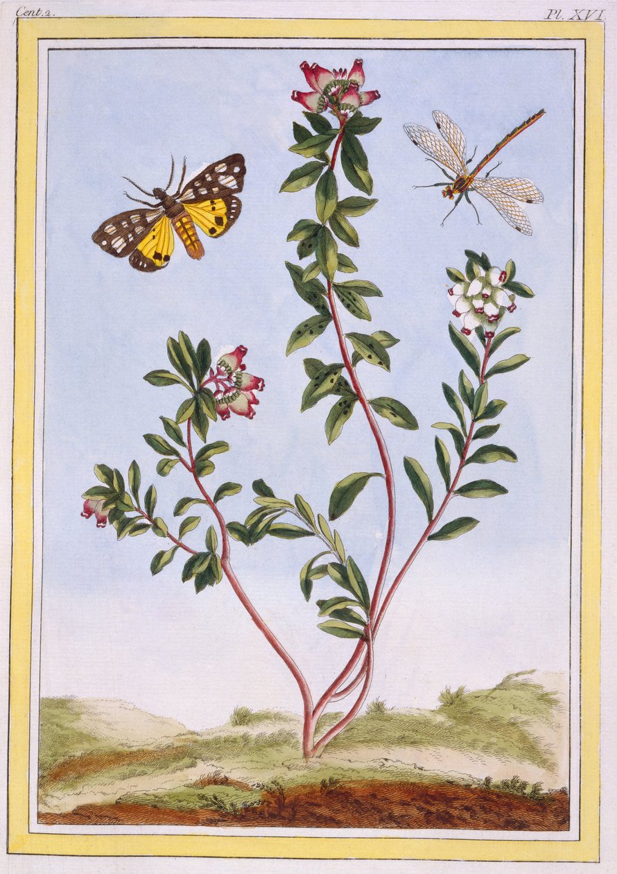 Le Petit arbousier des Alpes (Hegyi kender), 1776 körül (kézzel színezett metszet) alkotó: Pierre Joseph Buchoz