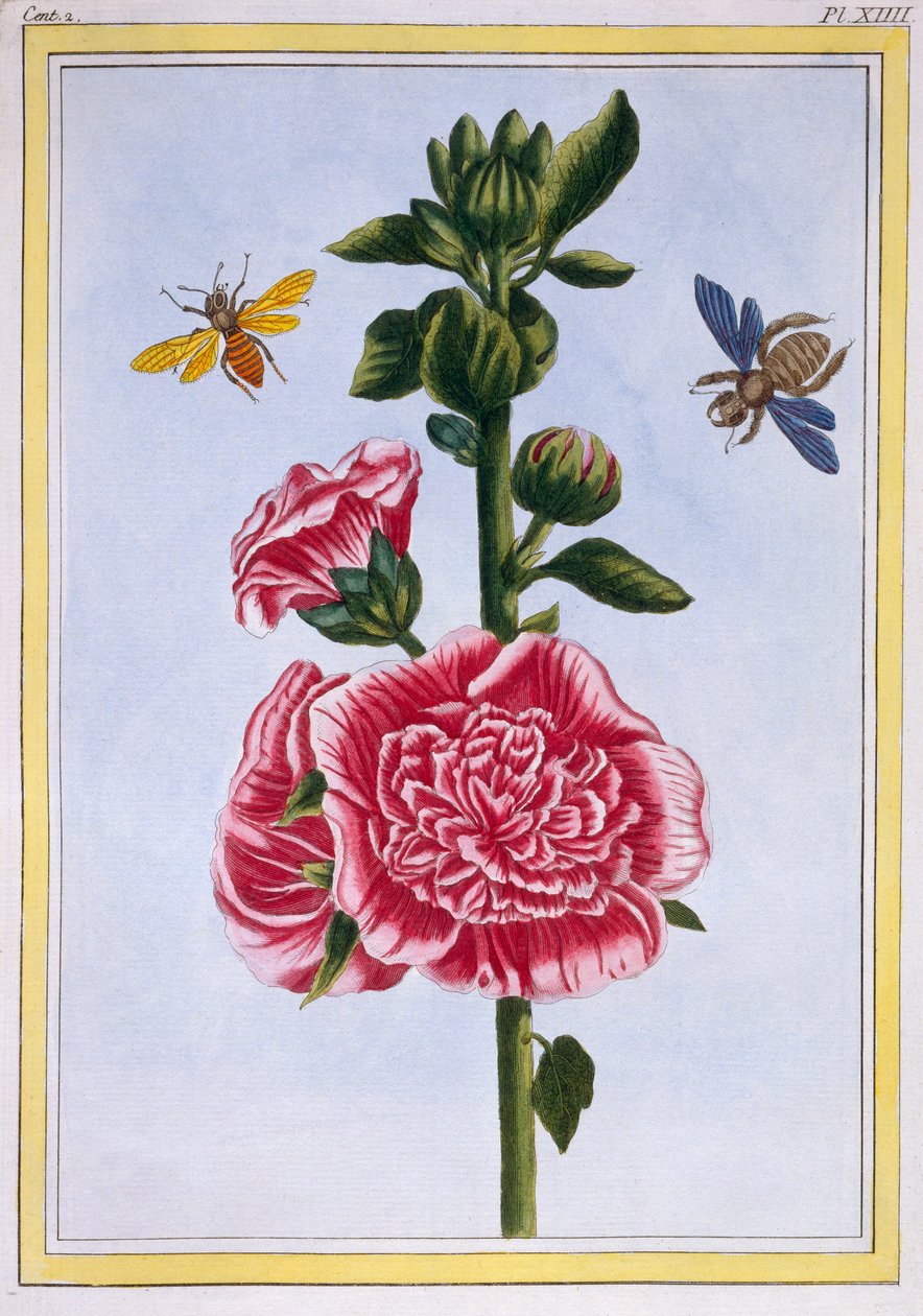 Passerose (Hollyhock), 1776 körül (kézzel színezett metszet) alkotó: Pierre Joseph Buchoz