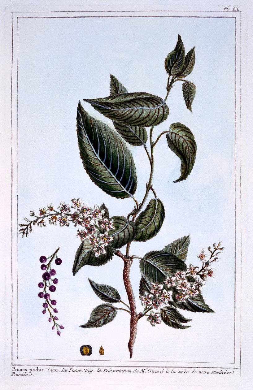 Prunus padus vagy madárcseresznye, illusztráció a "Collection Precieuse et Enluminee Des Floura" című könyvből, Pierre Joseph Buchoz, megjelent 1776 alkotó: Pierre Joseph Buchoz