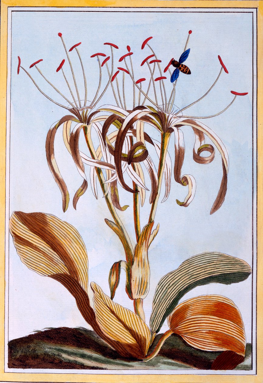 Tengeri nárcisz, 1776 körül (kézzel színezett metszet) alkotó: Pierre Joseph Buchoz