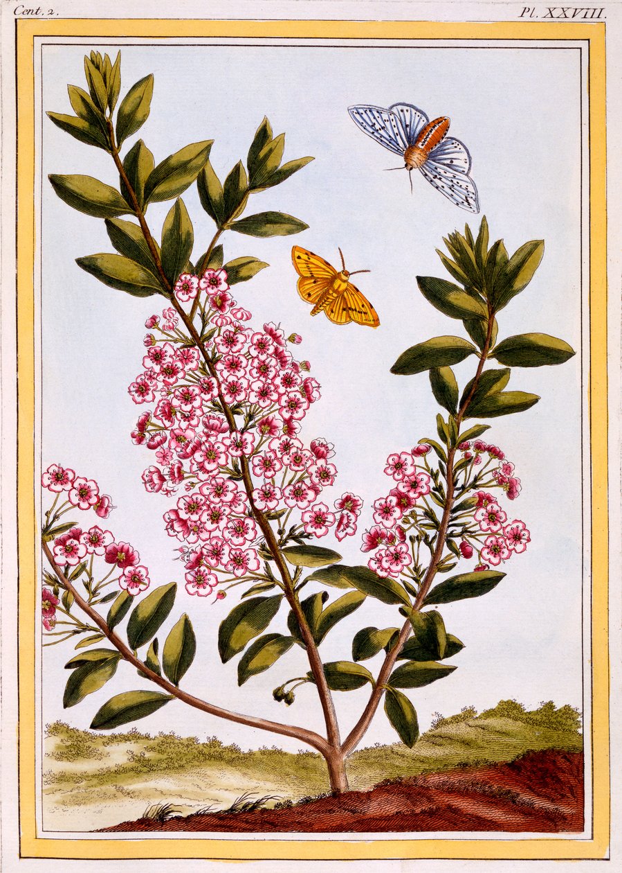 Juh babér (Kalmia angustifolia), 1766 körül (kézzel színezett metszet) alkotó: Pierre Joseph Buchoz
