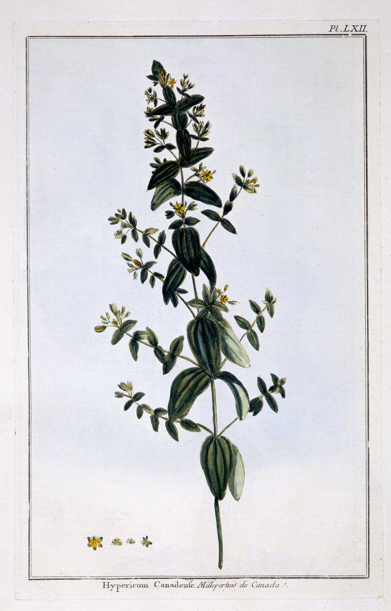 orbáncfű, 62. tábla, a „Collection Precieuse et Enluminee” III. kötetéből (színes metszet) alkotó: Pierre Joseph Buchoz