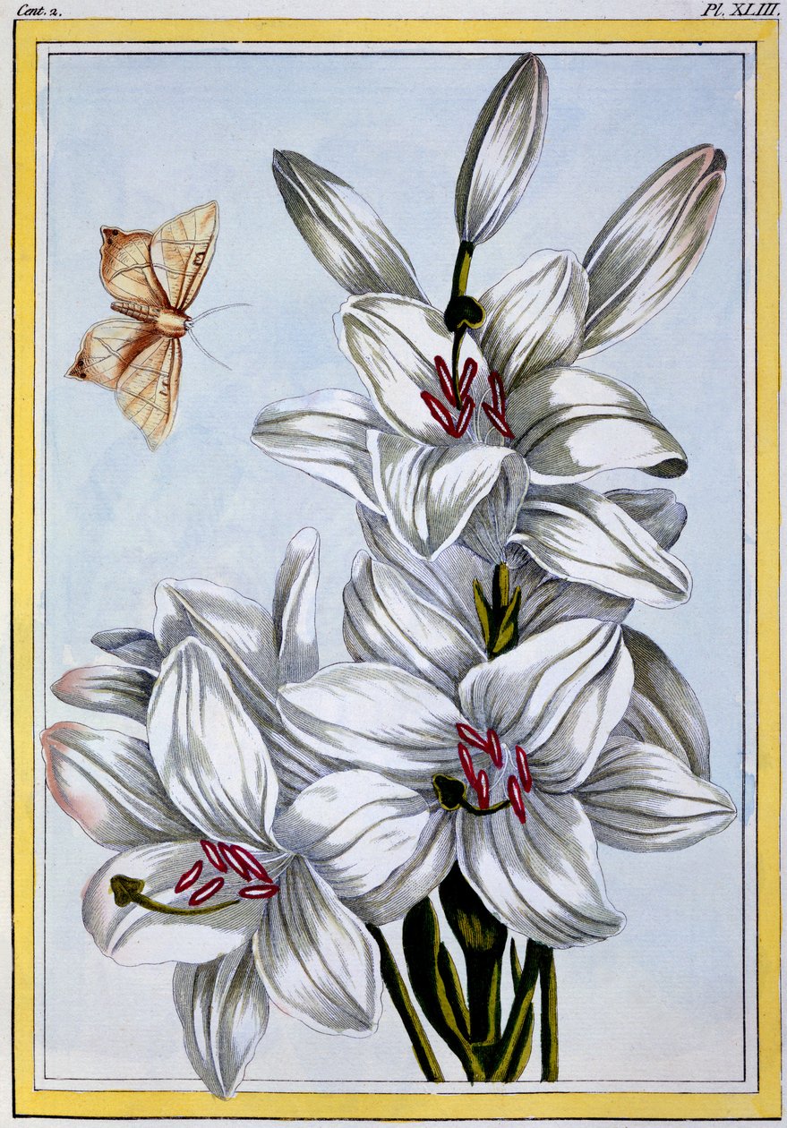 A nagy fehér liliom, 1766 körül (kézzel színezett metszet) alkotó: Pierre Joseph Buchoz