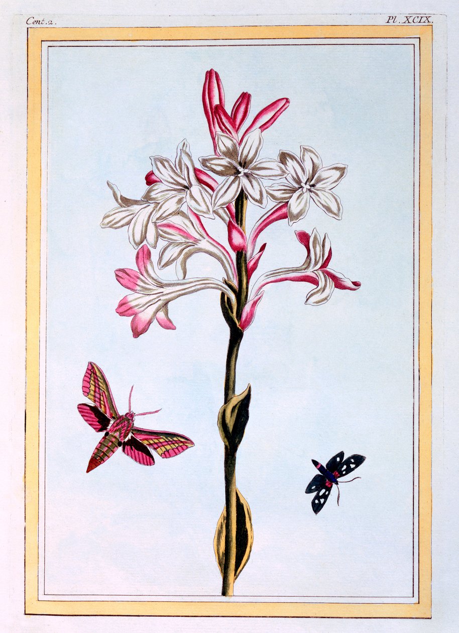 Tuberóza, 1766 körül (kézzel színezett metszet) alkotó: Pierre Joseph Buchoz
