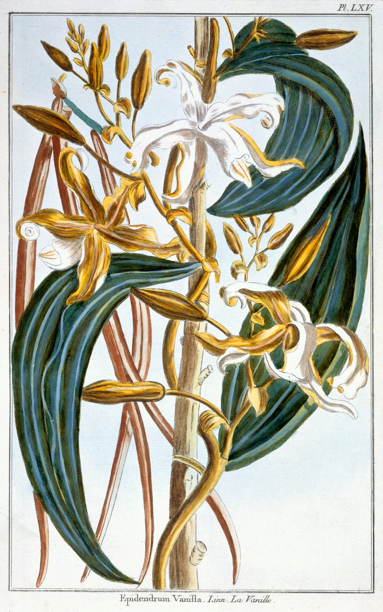 Vaníliarúd, 65. lemez, a „Collection Precieuse et Enluminee” III. kötetéből (színes gravírozás) alkotó: Pierre Joseph Buchoz
